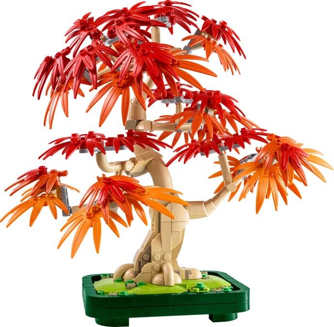 Japanese Maple Tree