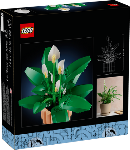 Peace Lily