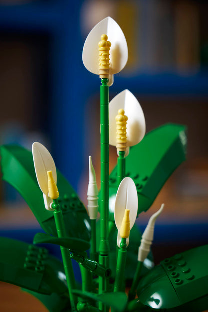 Peace Lily
