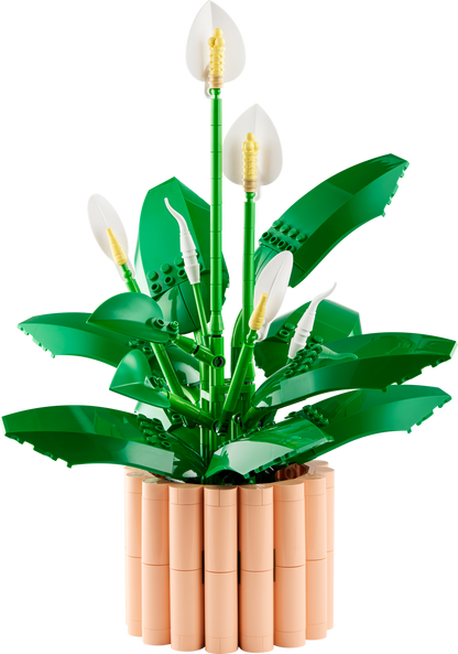 Peace Lily