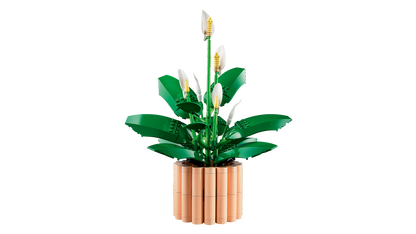 Peace Lily