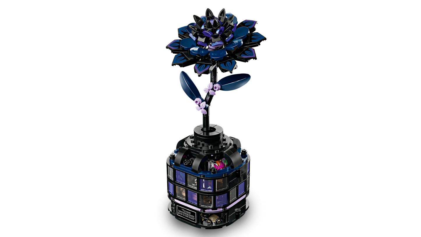 Black Dahlia Flower