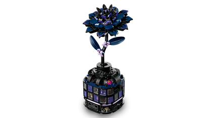 Black Dahlia Flower