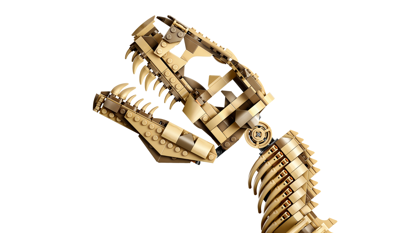 Dinosaur Fossils: Tyrannosaurus rex