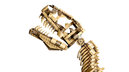 Dinosaur Fossils: Tyrannosaurus rex