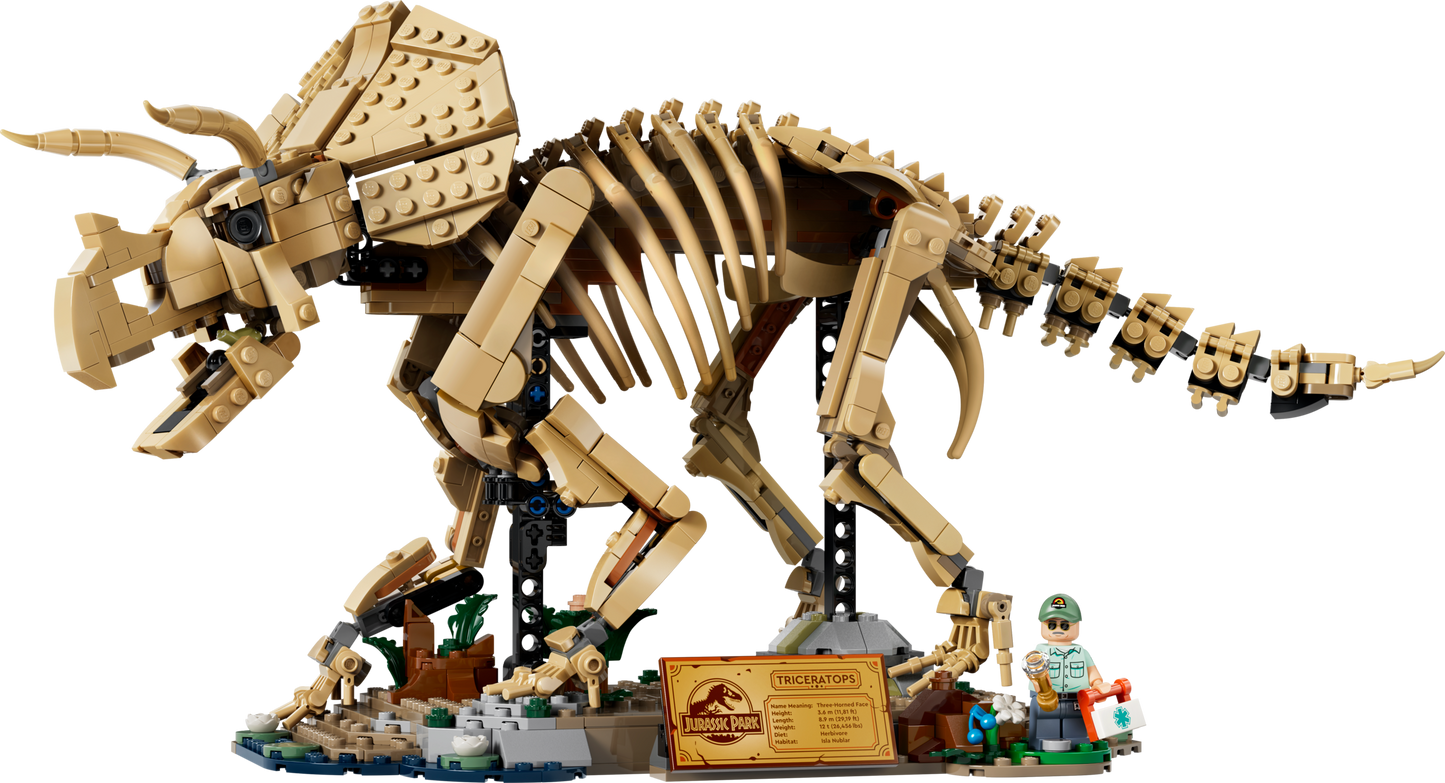 Dinosaur Fossils: Triceratops