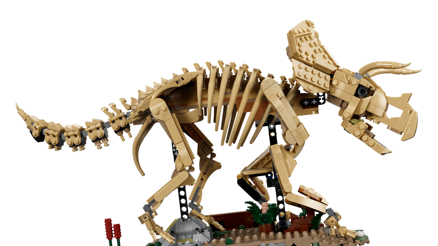 Dinosaur Fossils: Triceratops