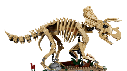 Dinosaur Fossils: Triceratops