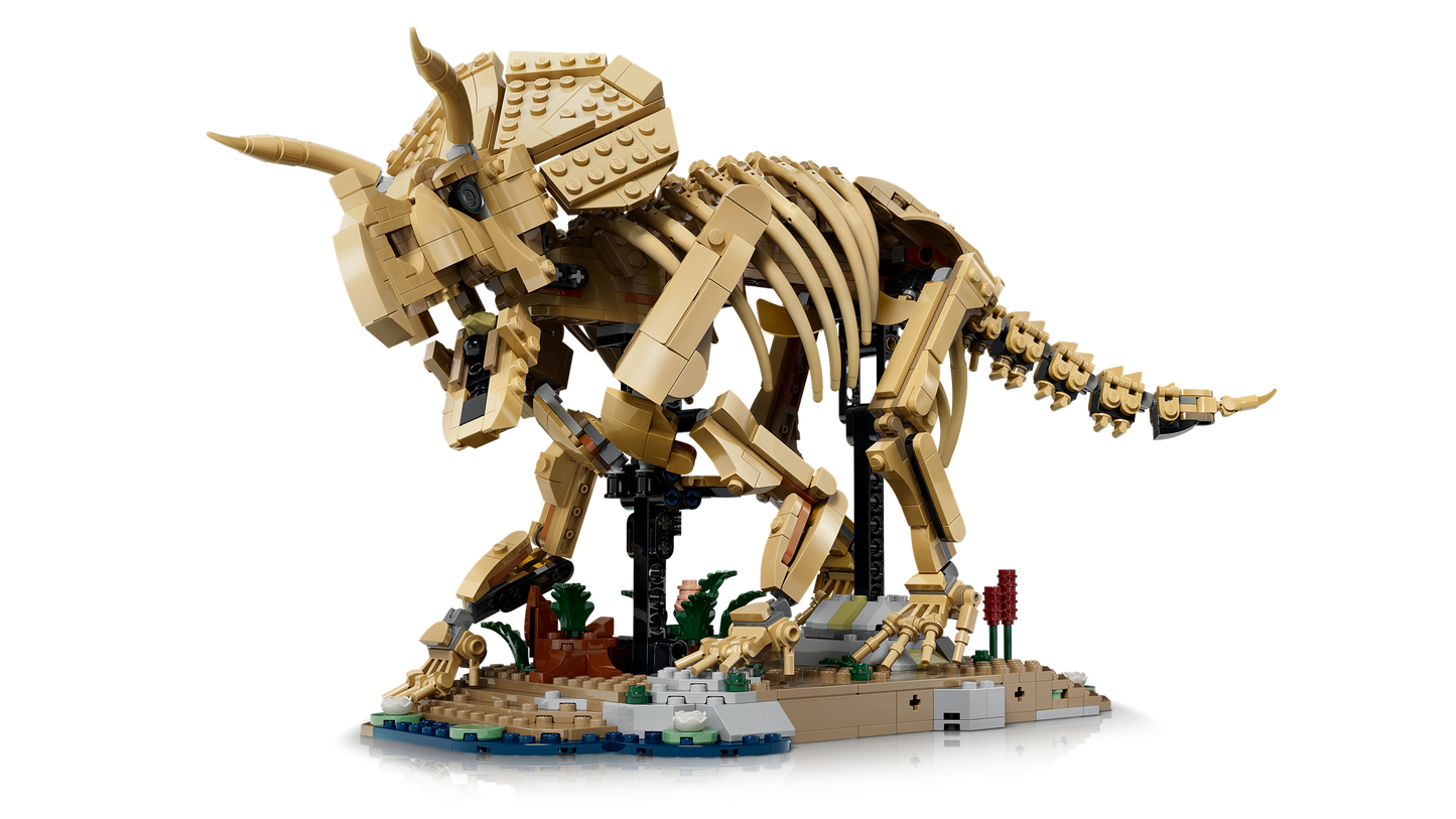 Dinosaur Fossils: Triceratops