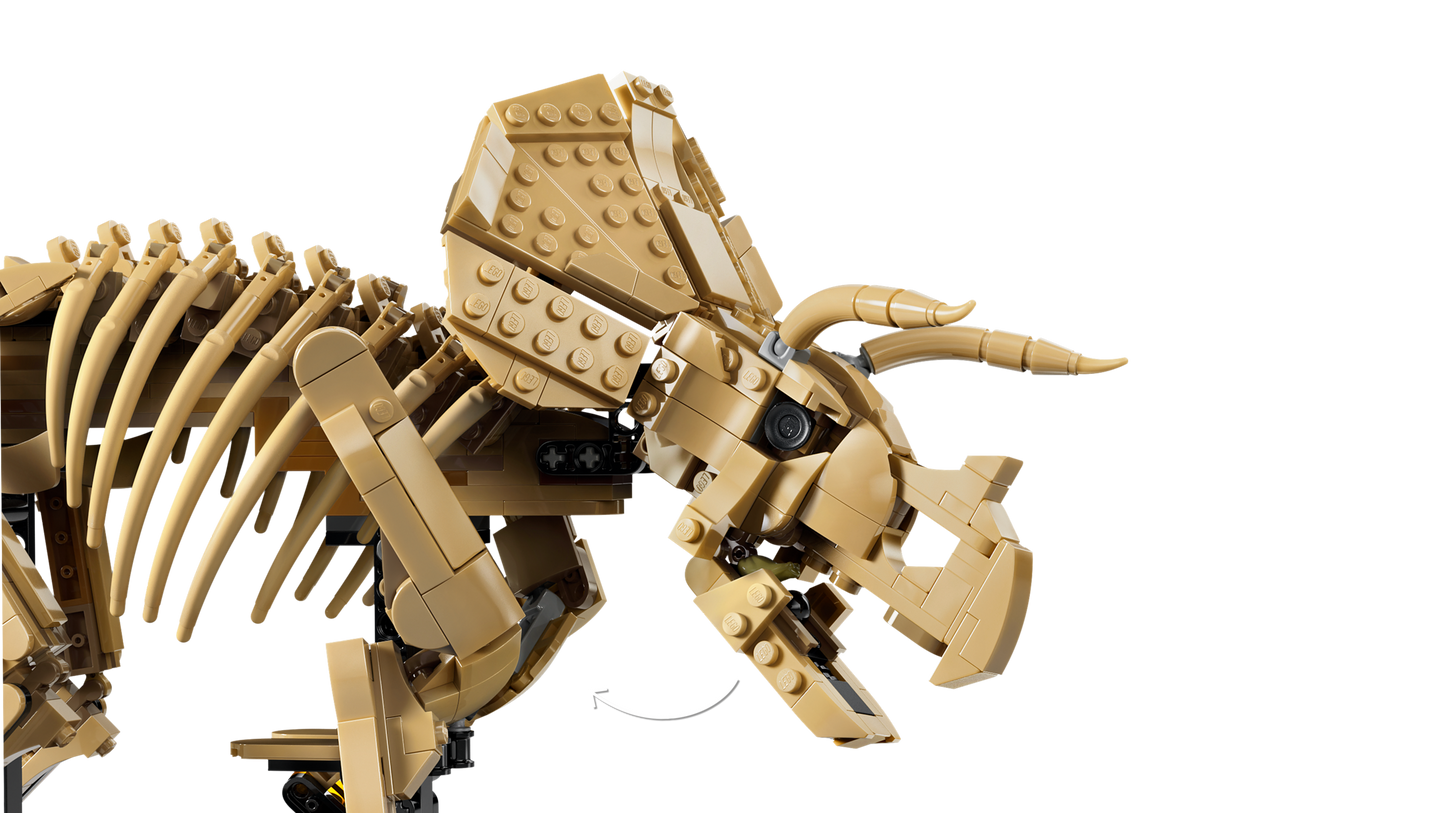 Dinosaur Fossils: Triceratops