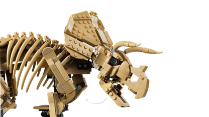 Dinosaur Fossils: Triceratops