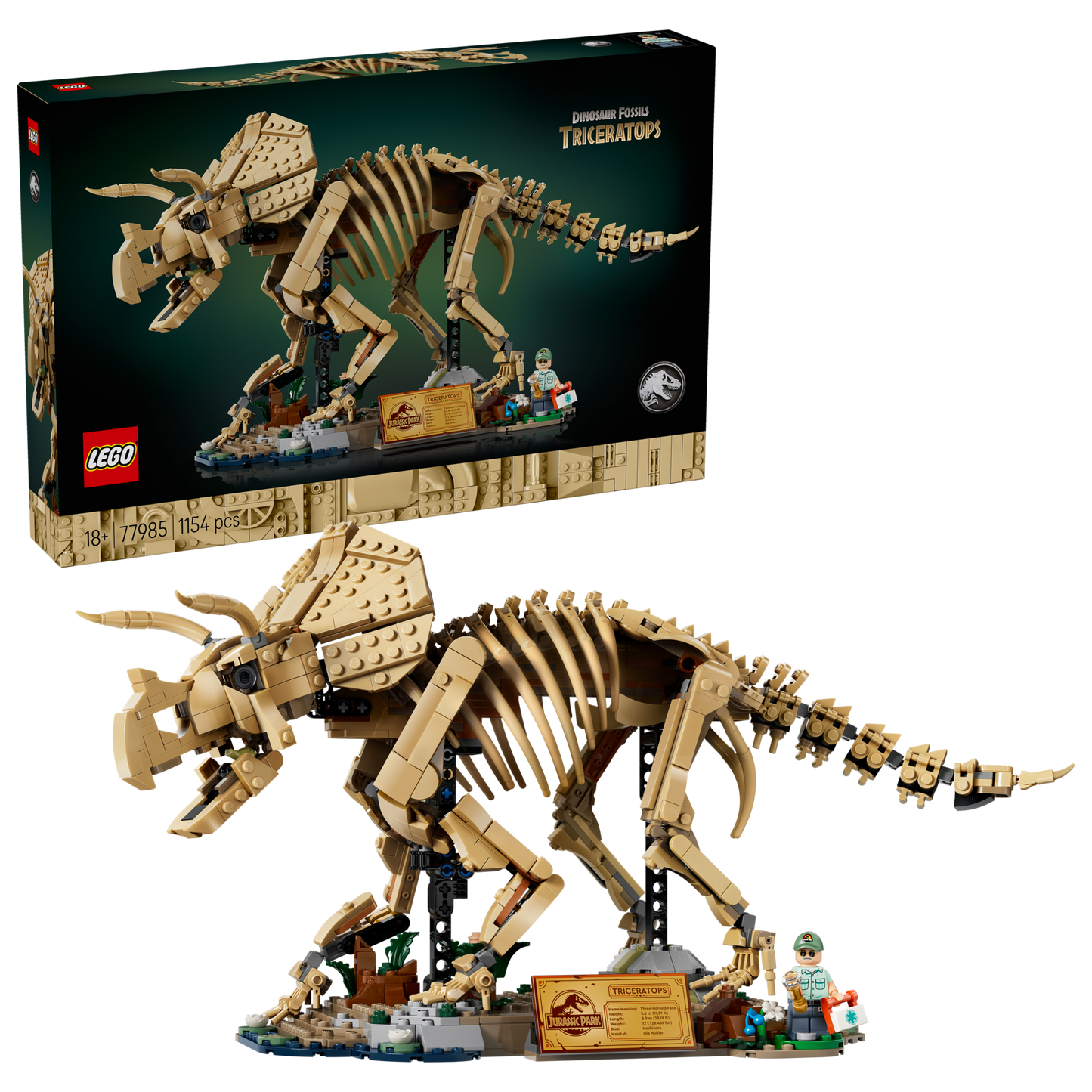 Dinosaur Fossils: Triceratops