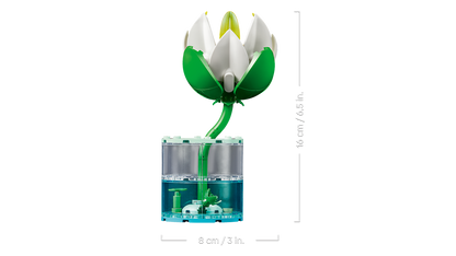 Water Lilies