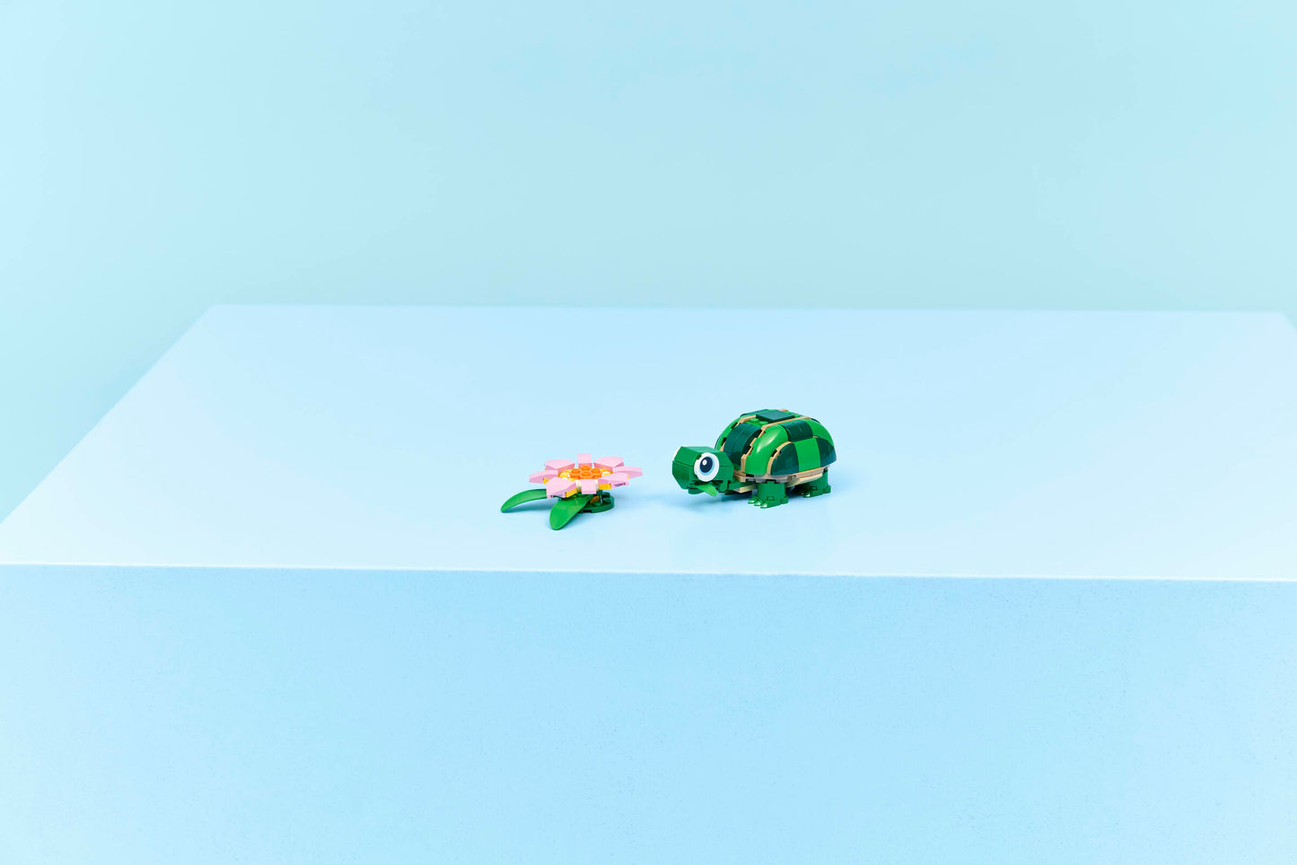 Turtle with a Water Lily Flower